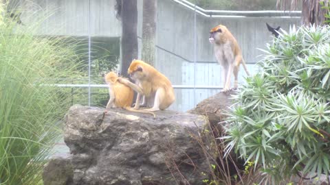 Patas Monkeys Grooming