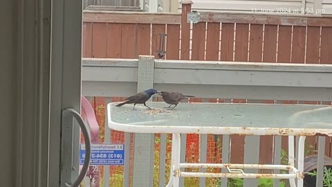 Common Grackle Bird feed her baby