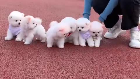 🐕baby dog2021🐶cute dogs🐕 funny dog,🐶dog compilation🐕short video🐶 cute animals videos🐕