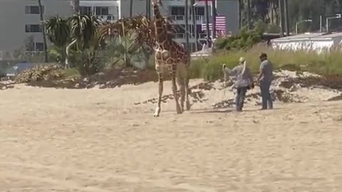 There’s a giraffe at the beach in Santa Monica. For those asking why there is a giraffe at the beach