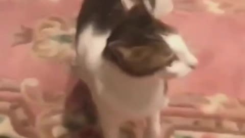 Cute Cat Sings "If you're happy and you know it clap your hands" (Funny)
