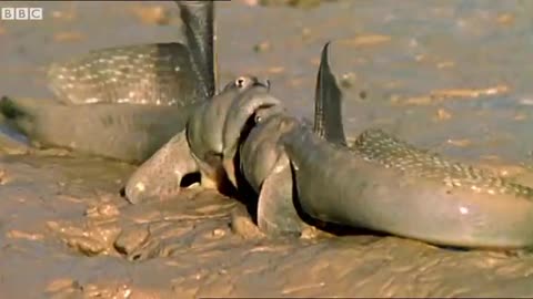 Sweaty Mudskippers Try To Cool Down | Walk On The Wild Side | Funny Talking Animals | BBC Earth