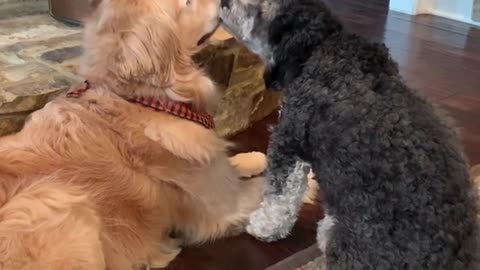 Patient Dog Puts Up With Overly Attached Dog