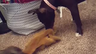 Pitbull vs Dachshund Puppies