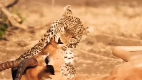 Young Leopard Take Down Male Impala. #shorts #WildLif3