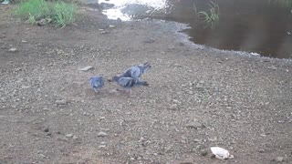 3 Common Pigeons