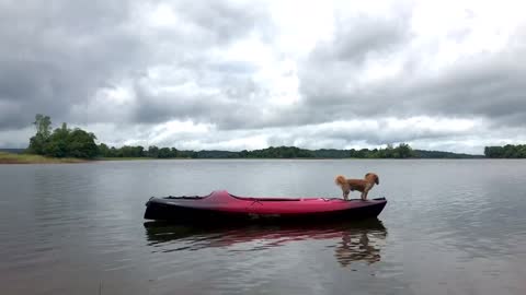 Dog enjoys kayaking on the lake