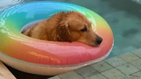 Golden Retriever is totally chill while sitting in pool on a rainy day