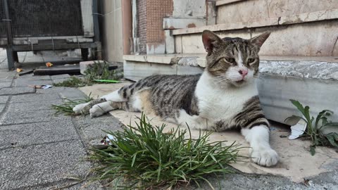 Friendly Street Cat missing one of its Legs