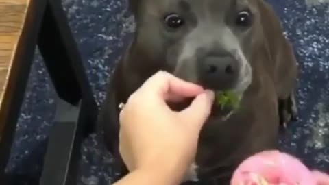 A black dog who wants to eat fruit.