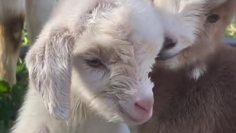 Cute little baby goats
