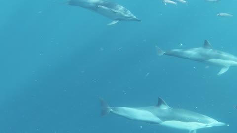 Happy Journey in the ocean