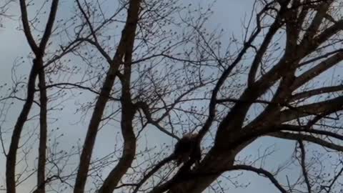 American Bald Eagles- "Guarding The Fort"