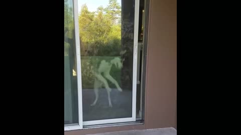 Who needs a doggy door when you can let yourself out?
