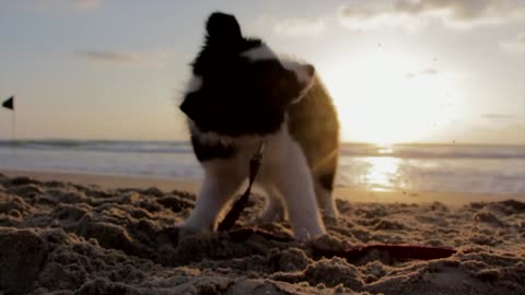 Loyal dog playing on the sand