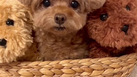 Cute Brown Puppies