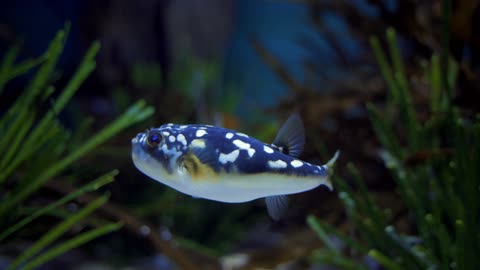 Evil Eye Fish Aquarium