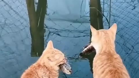 Funny and Cute Cats Video #170