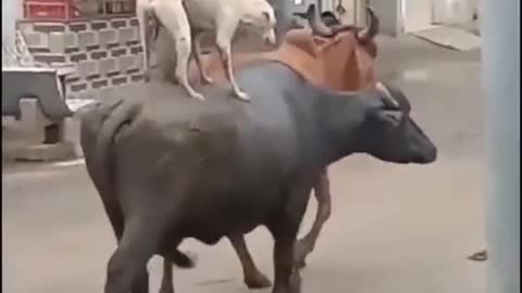 This video of a dog atop a buffalo .