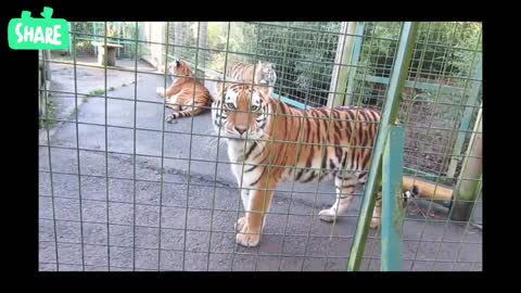 A Video of Tigers in a Cage#tigers
