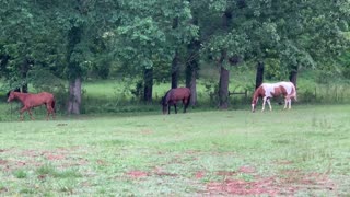 Adding Halo to our pasture