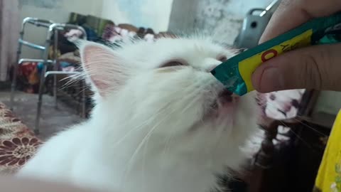 Cute Cat Eating Treat / Cat Eating Sound / Cat having Food /