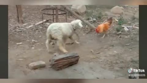 Chicken fighting makes goosebumps!
