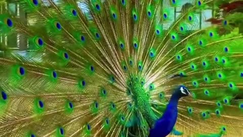 Peacock Dancing