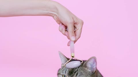 Person Massaging a Cat With a Facial Roller