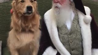 Reindog Sitting with Santa