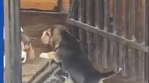 Puppy struggles to climb step