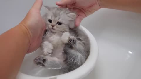 When I bathed my five kittens for the first time - 2024