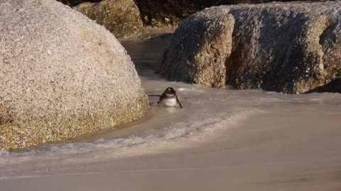 Penguin And Waves