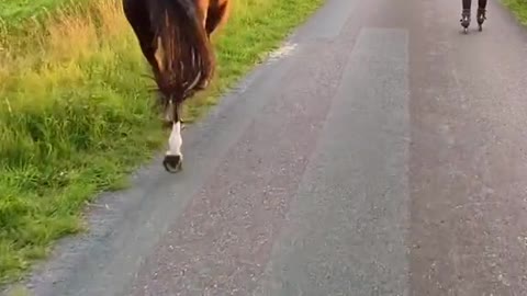 Dog vs. horse