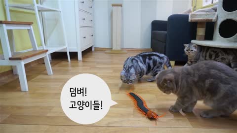 Cats "cats reaction in catching a giant centipede
