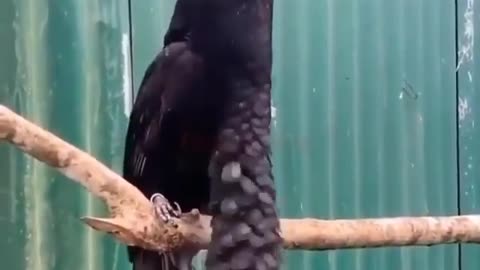 Ecuadorian umbrella birds have bags not under their eyes, but under their throats.