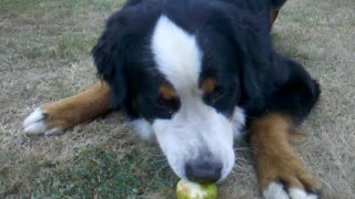 Bernese mountain dog eating an apple