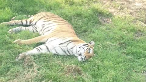 Sleeping tiger