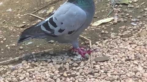 Little pigeon