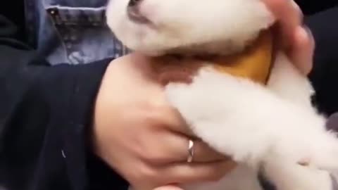 Cool Puppy Gets Anger After a Long Irritation by Owner!!