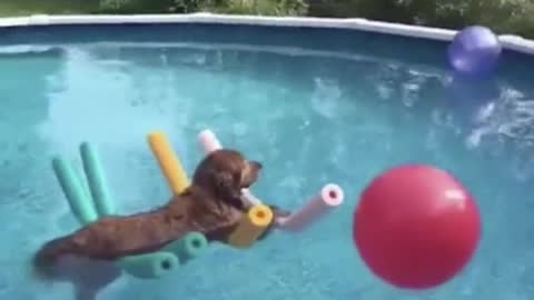 Dog Floats on Water Easily