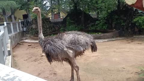 Ostriches bury their head in the sand when they are scared