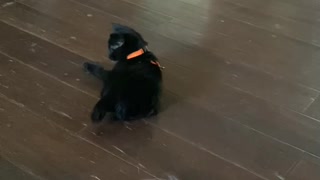 Spunky black kitten wears harness for the first time