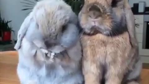 Chubby bunny