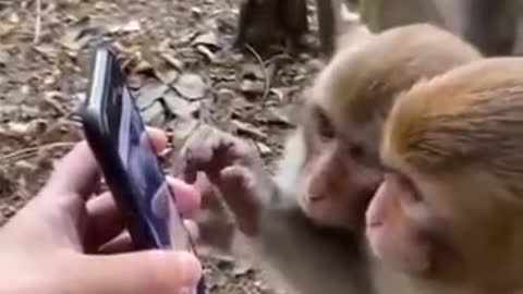 Monkey watching Mobile