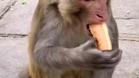 Monkey video #shorts Animal video