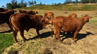 24 - Droughtmaster Bull Ro2nd Meets The Herd 22.9.21