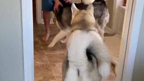 Husky frak out funy #viral