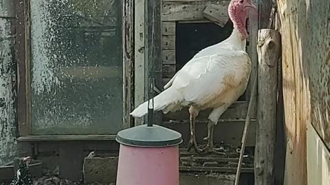 Watch this amazing funny turkey