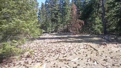 View of Lincoln National Forest, Sacramento district.